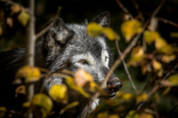 0584 Wolf
