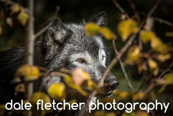 0584 Wolf
