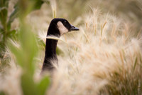 3557 Grass Goose