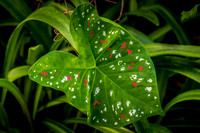 1302 Painted Leaf