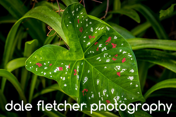 1302 Painted Leaf