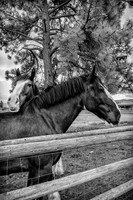 4342 2 Horses BW
