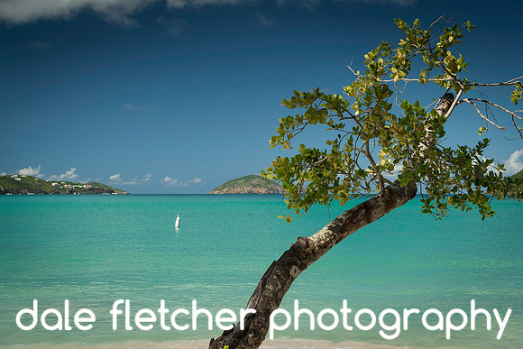 0208 Beach Tree