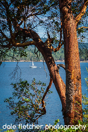 6122 Sailboat