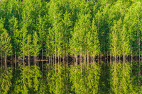 4981 Reflection