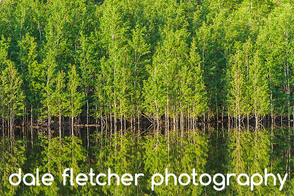 4981 Reflection
