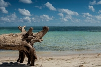 7692 Beach Stump