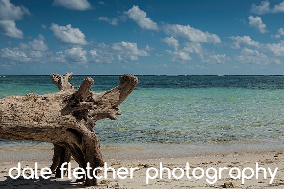 7692 Beach Stump