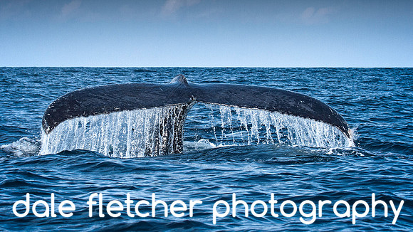 0614 Whale of a Tail