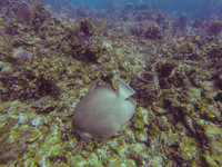 30559 Angel Fish
