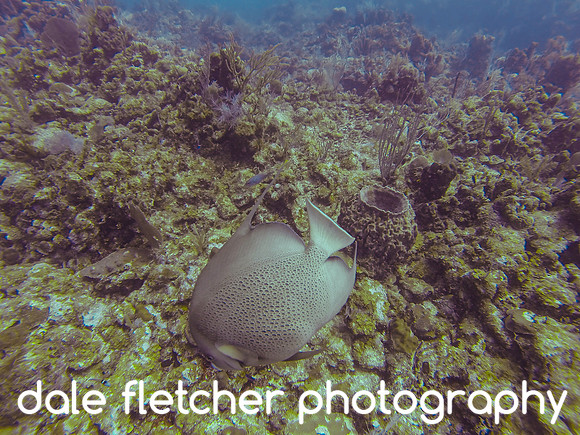 30559 Angel Fish