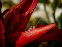 0006 Grasshopper