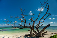 7707 Beach Tree