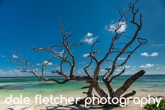 7707 Beach Tree