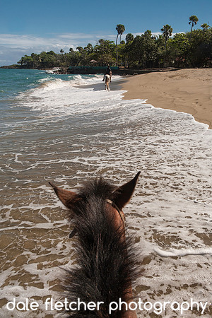 0556 Beach Horse