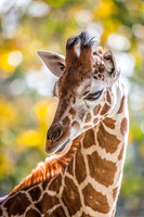 4030 Giraffe