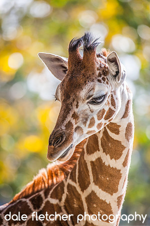 4030 Giraffe