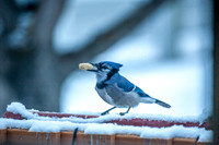 2248 Blue Jay