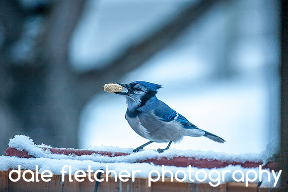 2248 Blue Jay