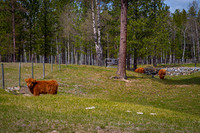 4510 Grazing