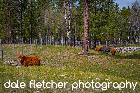 4510 Grazing