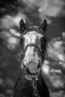 6036B FS Horse Portrait
