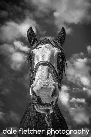 6036B FS Horse Portrait