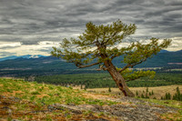 1458 Slanted Tree