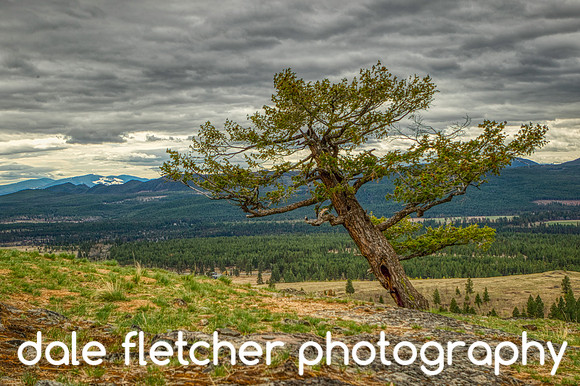 1458 Slanted Tree