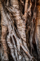 6914 Creepy Tree