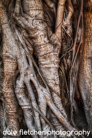 6914 Creepy Tree