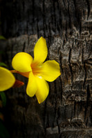 2089 Yellow Flower - Ixtapa