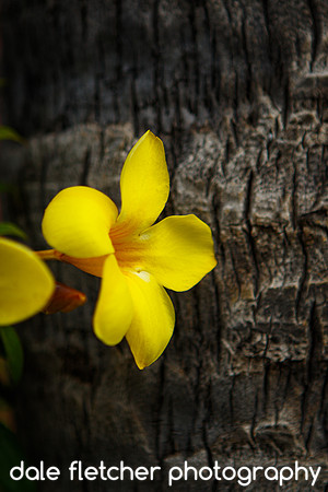2089 Yellow Flower - Ixtapa