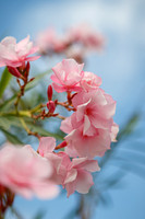 2092 Pink Flowers - Ixtapa