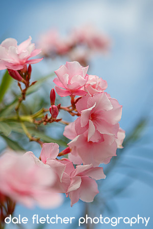 2092 Pink Flowers - Ixtapa