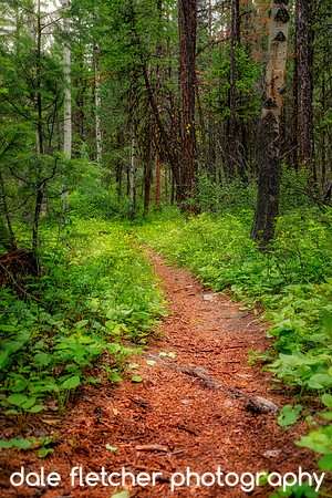 3349 Follow The Path