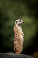 2392 Meerkat