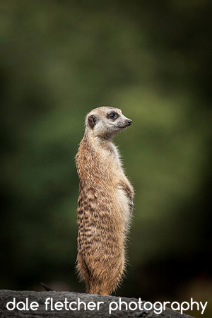 2392 Meerkat