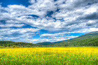 2557 Field Of Yellow