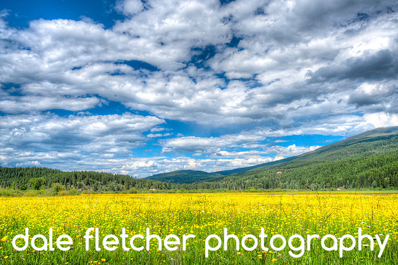 2557 Field Of Yellow