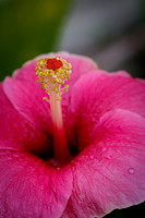 2215 Hibiscus - Ixtapa