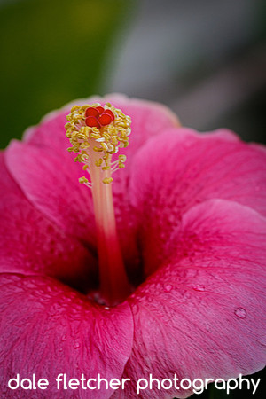 2215 Hibiscus - Ixtapa