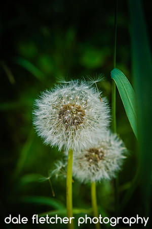 3144 Dandelions