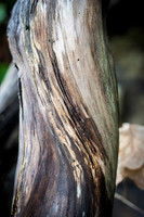 5964 Twisted Wood