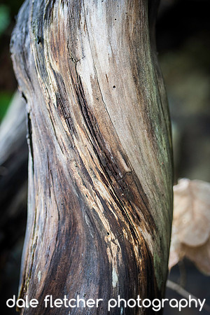 5964 Twisted Wood
