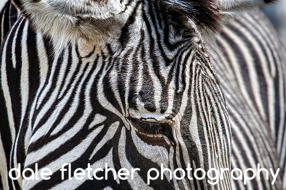8004 Zebra