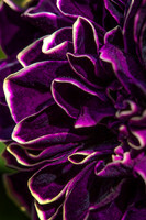 2425 Velvety