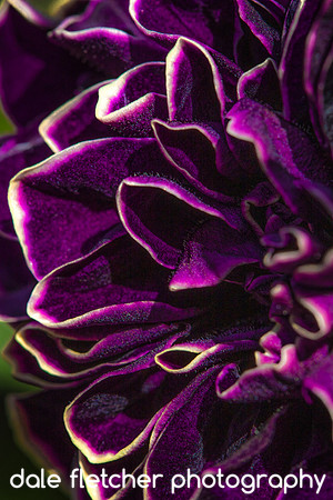 2425 Velvety