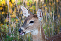 1482 Fawn