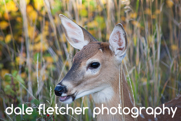 1482 Fawn